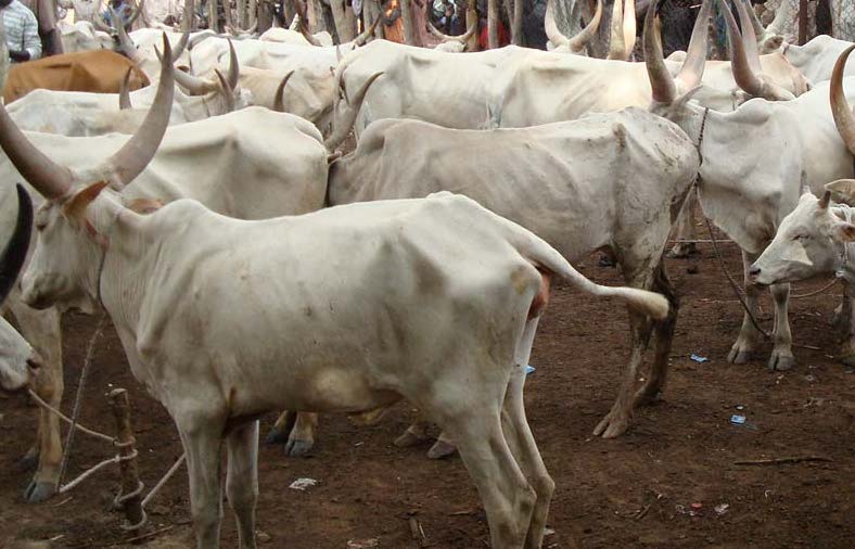 Innovation gaps in livestock production create investment opportunities