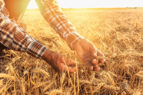 Wheat prices