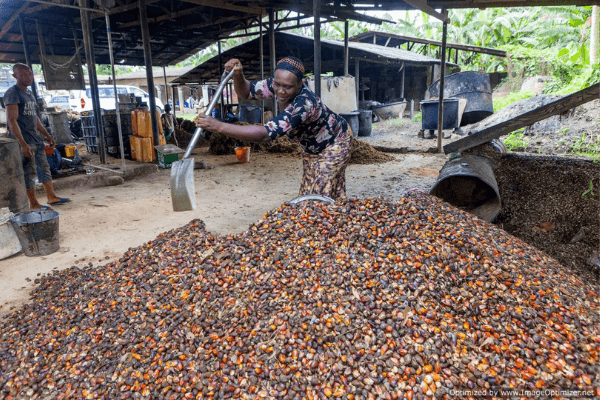 oil palm production