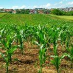 Nigeria’s agricultural sector