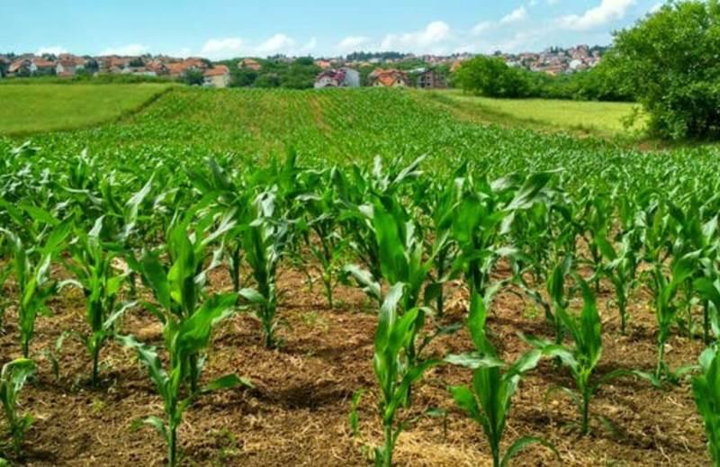 Nigeria’s agricultural sector