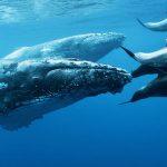 marine wildlife conservation