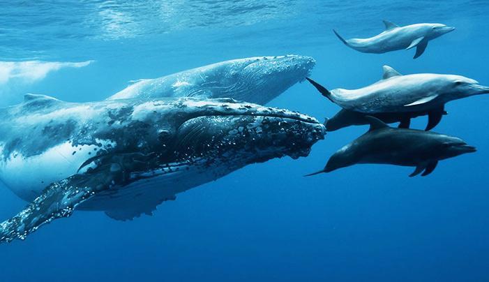 marine wildlife conservation