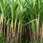 Sugarcane