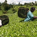 Kenya’s GDP growth of 6.3% shows what Nigeria can do with Agriculture