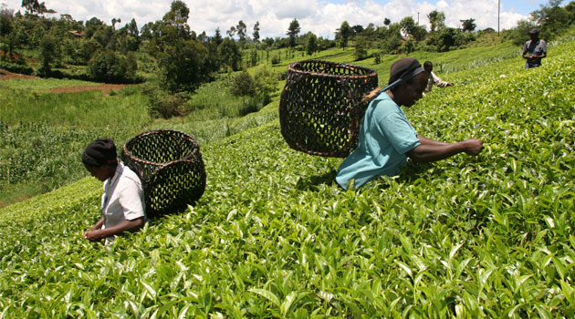 Kenya’s GDP growth of 6.3% shows what Nigeria can do with Agriculture