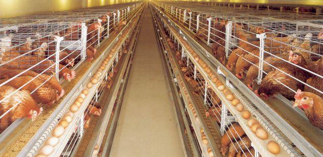 Amo Farm Sieberer Hatchery