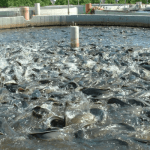 Anchor Borrowers Programme