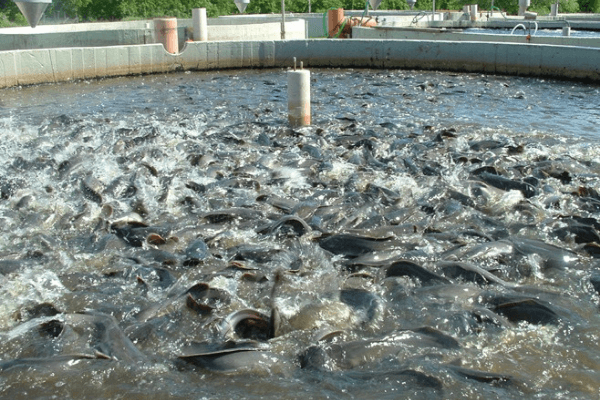 Anchor Borrowers Programme