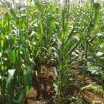 Poverty reduction: Agriculture holds the key- Buhari 