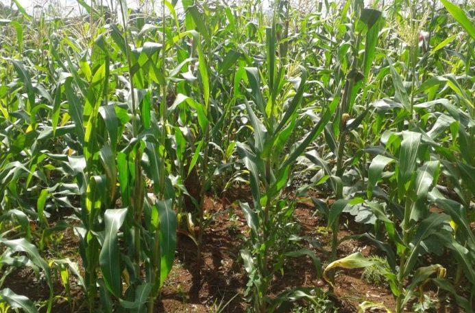 Poverty reduction: Agriculture holds the key- Buhari 