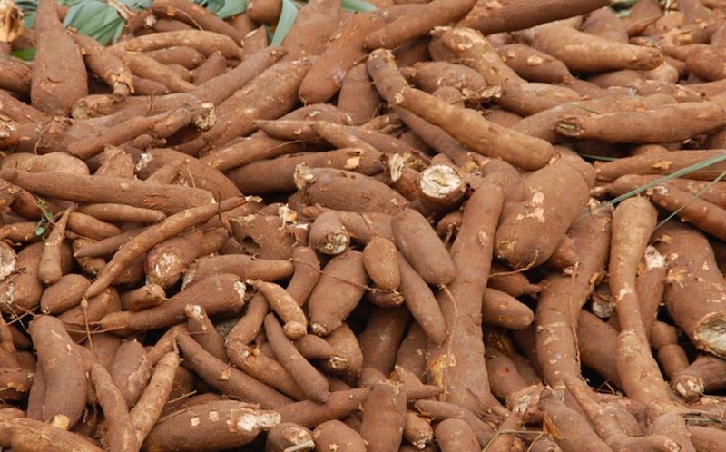 Farmers to access advisory services on cassava production via mobile phone