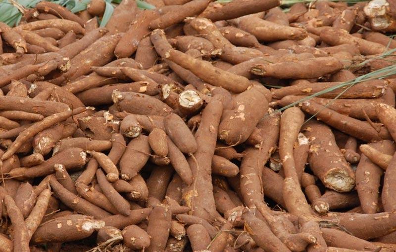 Cassava