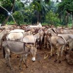 FG pledges support for investors as group seeks permit to export donkey products