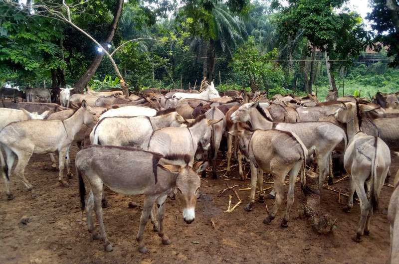 FG pledges support for investors as group seeks permit to export donkey products
