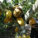 Nigeria’s cocoa industry