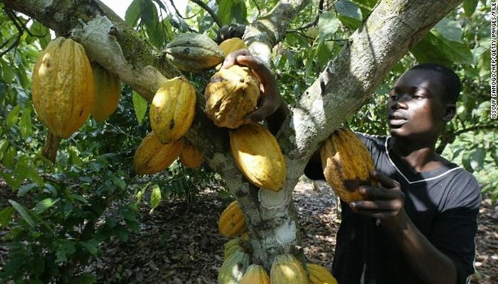 Nigeria’s cocoa industry