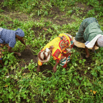 IFC agric financing deal drives uptake for insurance