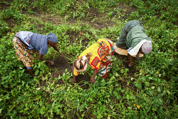 IFC agric financing deal drives uptake for insurance
