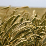 agric-marketing viable for investors
