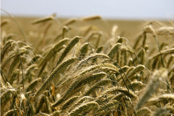 agric-marketing viable for investors