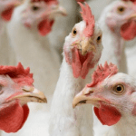 CBN invests N36bn in Nigeria's poultry industry