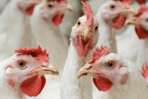 CBN invests N36bn in Nigeria's poultry industry