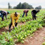 Transforming Nigeria’s subsistent agriculture to commercial requires deliberate efforts, says Dan-Ali
