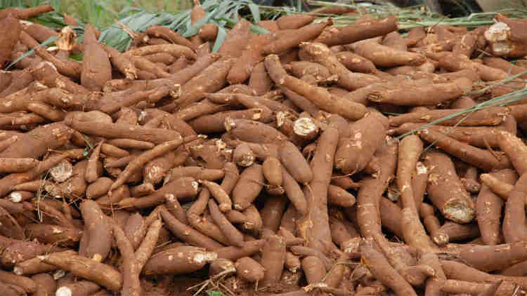 cassava farmers