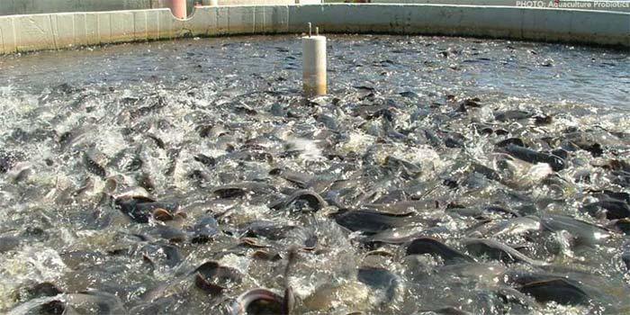 Aller Aqua trains fish farmers on innovative marketing to drive sales