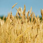 Nigerian grain farmers miss out on Southern Africa opportunity on weak irrigation system  