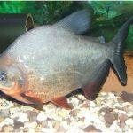 herbivorous fish