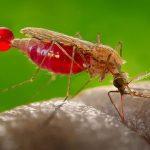 malaria
