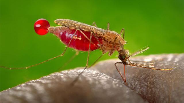 malaria