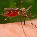 malaria
