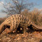 Huge pangolin seizures linked to Nigeria worry conservationists