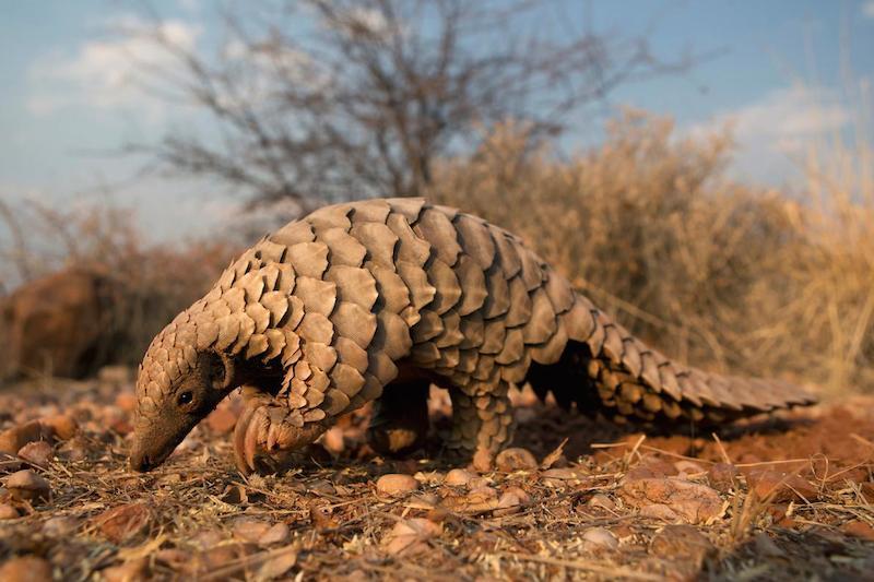 Huge pangolin seizures linked to Nigeria worry conservationists