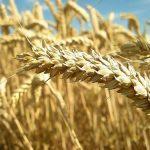 What Nigeria can learn as Sudan leverages technology to overcome wheat deficit