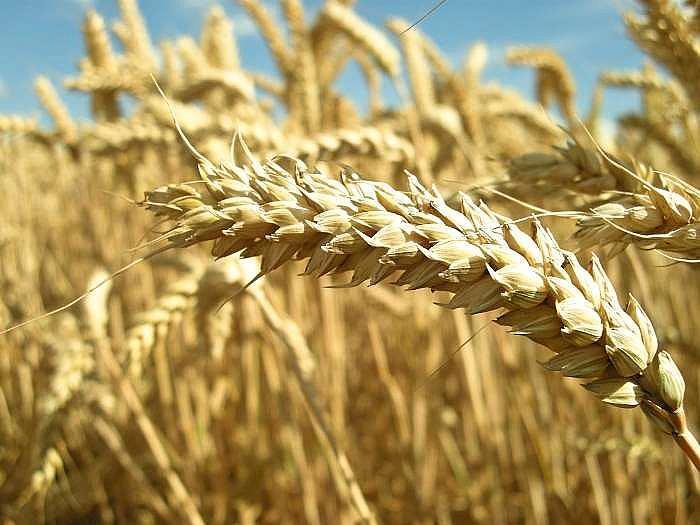 What Nigeria can learn as Sudan leverages technology to overcome wheat deficit
