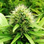 Nigeria has highest cannabis usage worldwide with 20m users, $15.3b spent yearly – Report