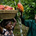 cocoa farmers