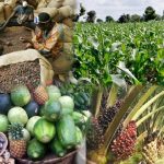 Inside Nigeria’s scandal-plagued Export Expansion Grant scheme