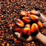 oil palm