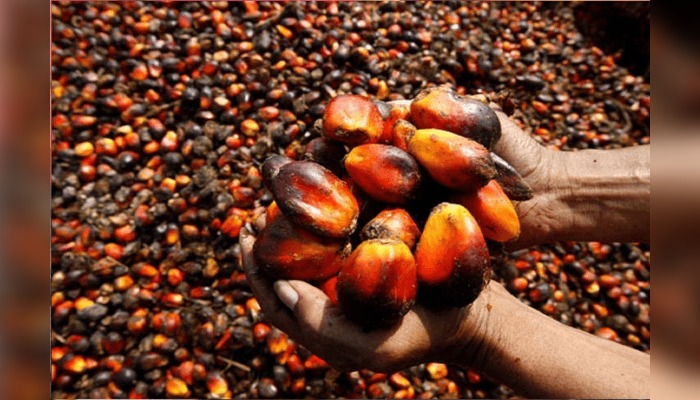 oil palm