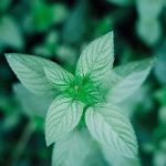 Green World International