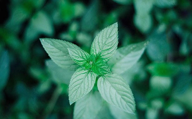 Green World International