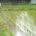 Irrigation deficit limits local rice production, signals investment opportunity
