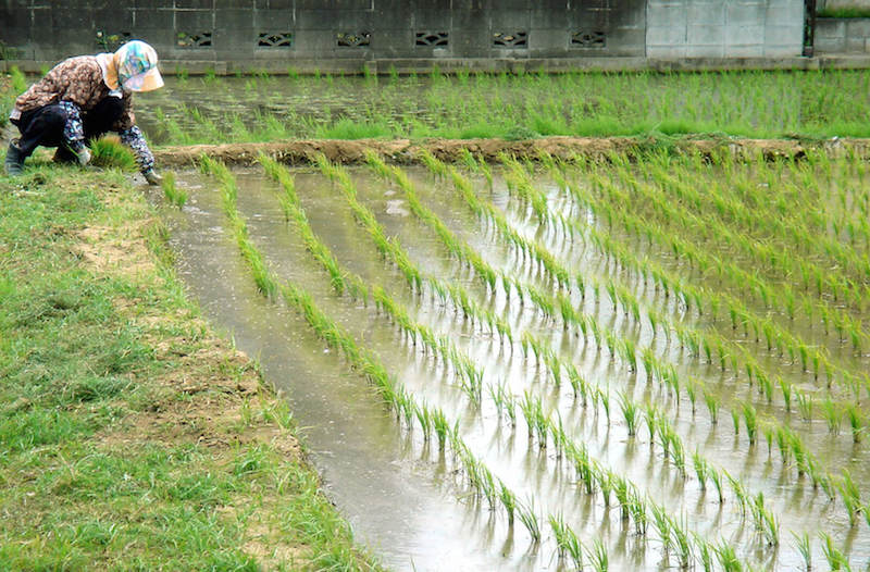 Irrigation deficit limits local rice production, signals investment opportunity