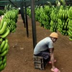 ECOWAS intensifies efforts to ensure biosafety in West Africa