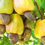 cashew